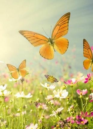 Фотошпалери "метелики над квітами" - будь-який розмір! читаємо опис!