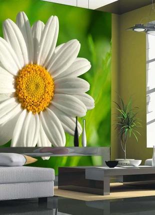 Фото шпалери "ромашка на зеленому фоні" - будь-який розмір! читаємо опис!