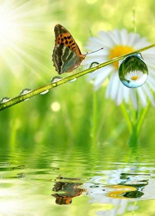 Фотошпалери "метелик над водою" - будь-який розмір! читаємо опис!