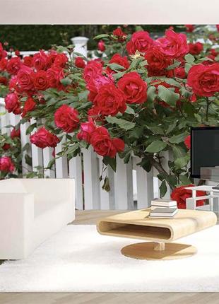 3d фото шпалери "плетючі червоні троянди на паркані" - будь-який розмір! читаємо опис!