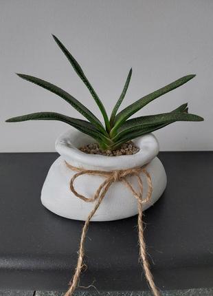 Гастерія мармурова gasteria marmorata з кашпо.