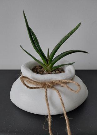 Гастерія мармурова gasteria marmorata з декоративним кашпо.