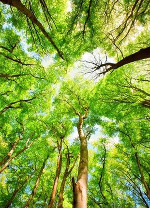 Фотошпалери "крони дерев" - будь-який розмір! читаємо опис!