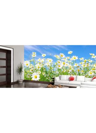 Фото шпалери "ромашки польові" - будь-який розмір! читаємо опис!