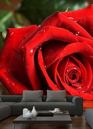 3d-картини шпалери "червоні троянди" — будь-який розмір! читаємо опис!