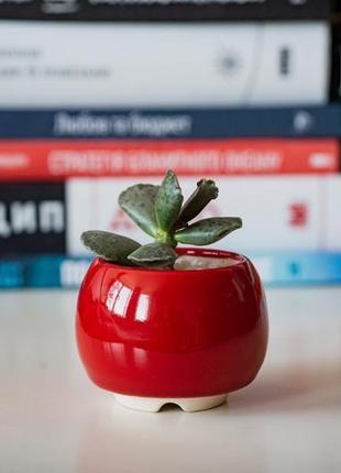 Червоний керамічний горщик для кактусів, сукулентів, розмір м2 фото