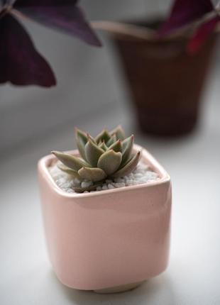 Розовый керамический горшок для кактусов, суккулентов, размер м2 фото