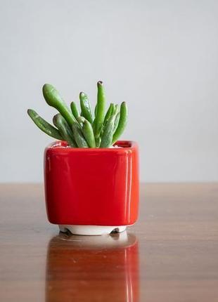 Набор керамических горшков mini plant маленького размера 6,2-6,5 см красный 3 шт3 фото