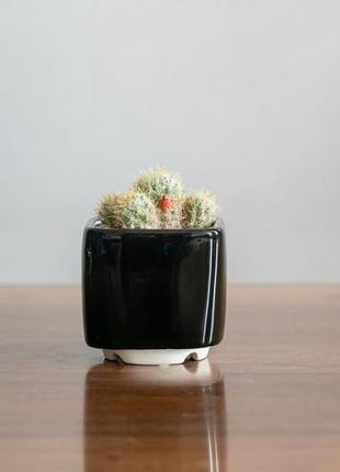 Керамічний горщик для кактусів 6,4х6,5см квадратний чорний1 фото