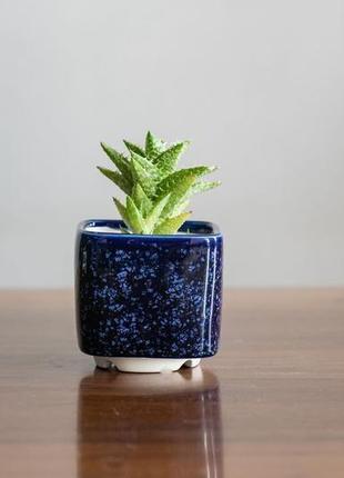 Керамический горшок для кактусов 6,4х6,5см квадратный клеопатра1 фото