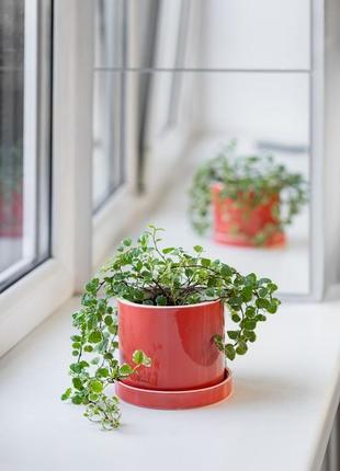 Керамический горшок для растений mini plant  9х11,5см цилиндр коралловый1 фото