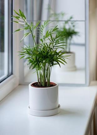 Керамічний горщик для рослин mini plant 9х11,5см циліндр білий1 фото