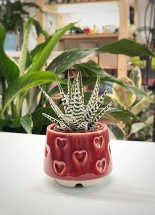 Керамический горшок для суккулентов  mini plant 6,3х6,4см арт сердечки красный1 фото