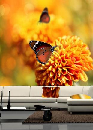 Фото шпалери "метелик на хризантему" - будь-який розмір! читаємо опис!