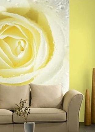 Фотошпалери "роса на жовтій роси" - будь-який розмір! читаємо опис!