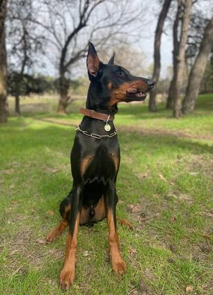 Хвост для собак от woofsnecks 500 грамм.
