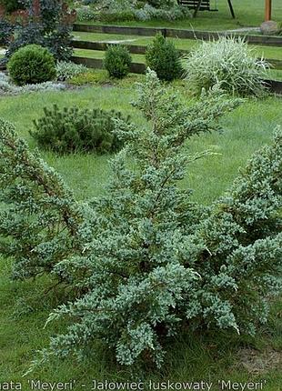 Можжевельник чешуйчатый мейери p9 (juniperus squamata meyeri)