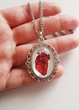 Кулон анатомическое сердце, серьги анатомическое сердце, подарок кардиологу, подарок хирургу.1 фото