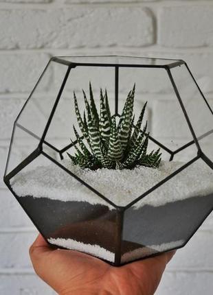 Флорариум геометрический, флорариум с суккулентами флорариум стеклянный