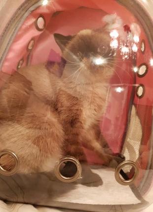 Рюкзак з ілюмінатором для транспортування кішок resteq, дихаючий прозорий рюкзак для домашніх тварин2 фото