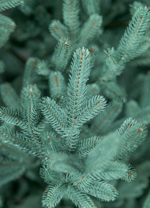 Ялинка лита віденська зелена блакитна засніжена ёлка литая венска4 фото