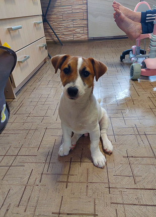 Джек рассел тер'єр