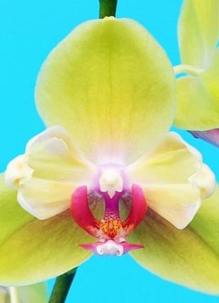 Орхидея подросток 5890, горшок 1.7" без цветов.