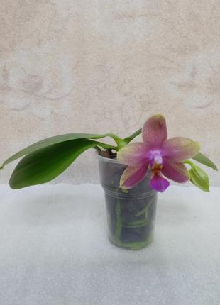 Орхидея liodoro2 фото