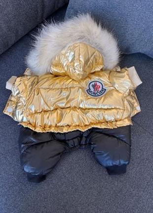 Брендовый зимний комбинезон для собак moncler , золотой