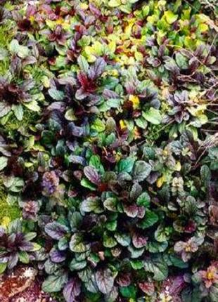Живучка "atropurpurea" багаторічна