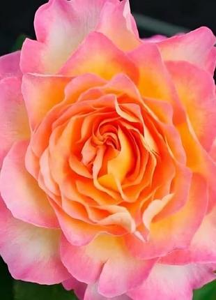 Роза чайно-гибридная горджес (gorgeous) 70-90 см