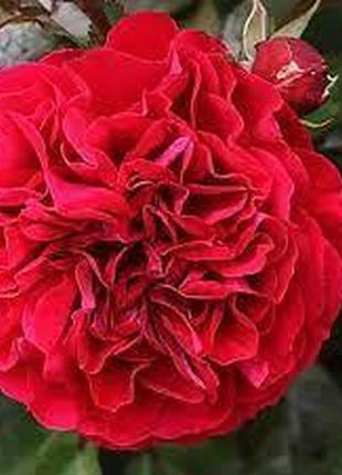 Роза чайно-гибридная бордо (bordeaux) до 80 см