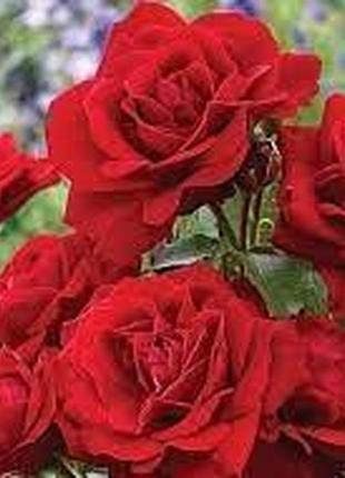 Роза полиантовая авеню ред (avenue red) 50-80 см
