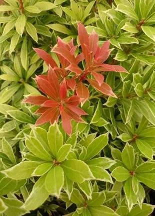 Пієріс японський "little goldy".
pieris japonica "little goldy".8 фото