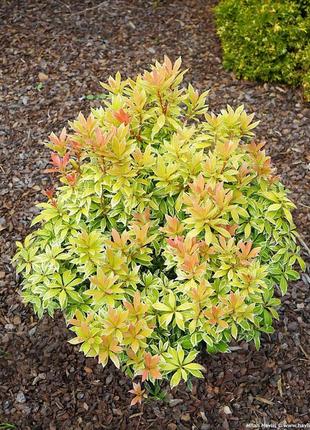 Пієріс японський "little goldy".
pieris japonica "little goldy".1 фото