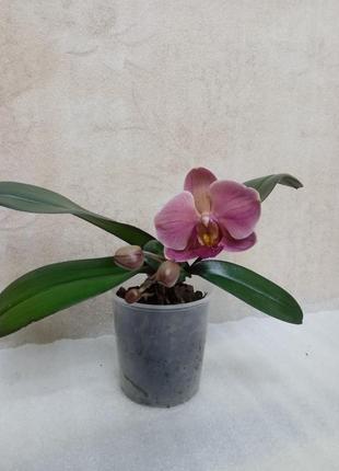 Орхидея c деткой