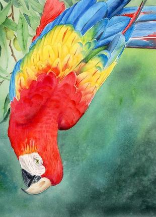 Акварель красный попугай
