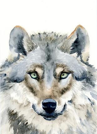 Акварель серый волк1 фото