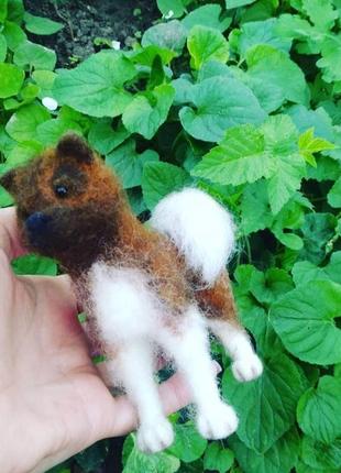 Собака на замовлення