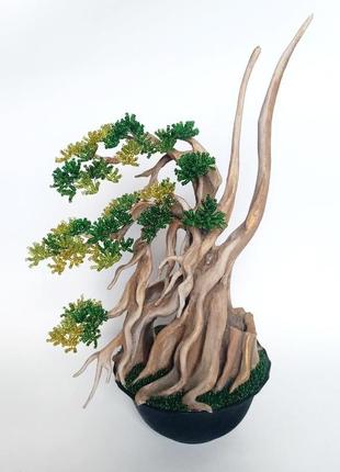 Декоративне дерево бонсай1 фото