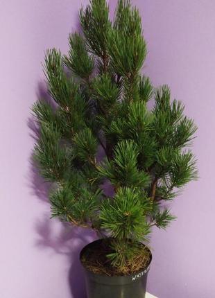 Сосна обыкновенная ватерери с5  60-75 см ( pinus sylvestris watereri )5 фото