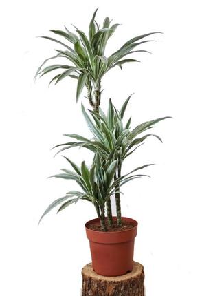 Драцена варнески 3 ствола комнатное / офисное растение 130 + 22 см (разные размеры)