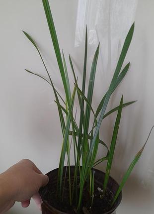 Фінікові пальми