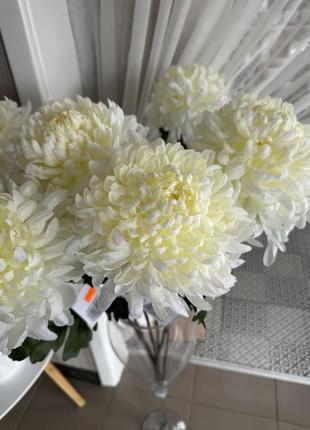Хризантема " перлина " білий 83см2 фото