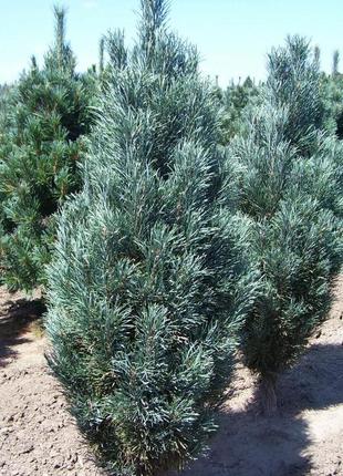 Сосна обыкновенная фастигиата c3 ( pinus sylvestris fastigiata )