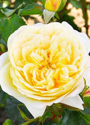 Роза флорибунда лемон ваза (lemon vaza) 60-80 см
