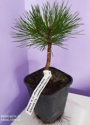 Сосна густоцветковая лоу глоу с1.5 ( pinus densiflora low glow )1 фото