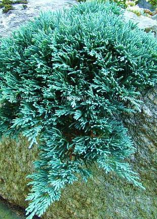 Можжевельник горизонтальный айс блю р9 (juniperus horizontalis icee blue)