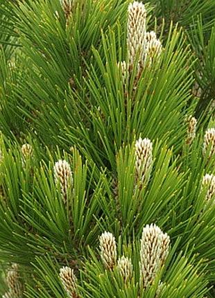 Сосна білоча компакт джем с2 ( pinus leucodermis compact gem)