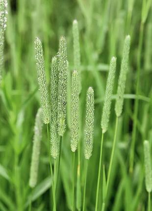 Тимофеевка луговая, тимофіївка